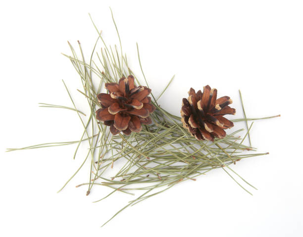 istock Pine cones and  needles isolated on white background, top view. 1270380281