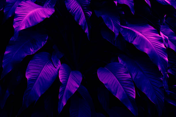 istock tropical leaves, dark blue nature background 1270382480