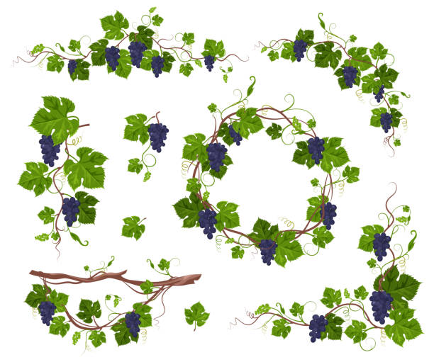 ilustrações de stock, clip art, desenhos animados e ícones de grapevine climbing plant with purple grapes set, flat vector isolated illustration. grape vine creeper. - berry vine