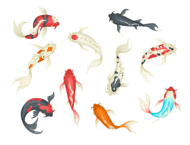ilustraciones, imágenes clip art, dibujos animados e iconos de stock de conjunto decorativo de carpa japonesa de pez koi, ilustración aislada vectorial plana - religion symbol buddhism fish