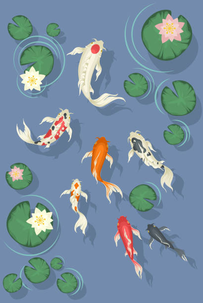 297 Cartoon Of The Koi Fish Pond Illustrations & Clip Art - iStock 297 Cartoon Of The Koi Fish Pond Illustrations & Clip Art - iStock