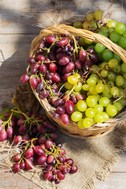 istock Harvest of organic fresh wine grape 1270384525