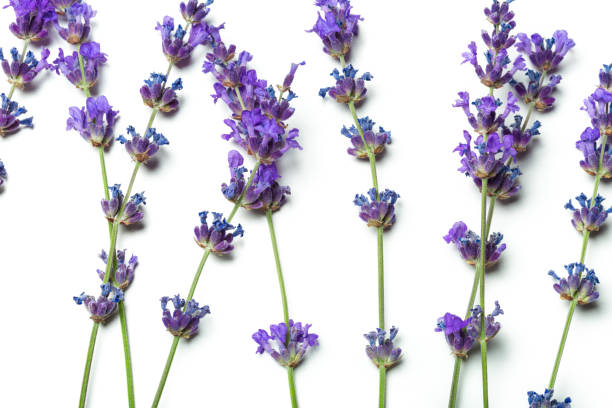 istock Lavender flowers on white background. creative photo 1270385230