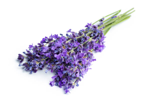 istock Lavender flowers on white background. creative photo 1270385285