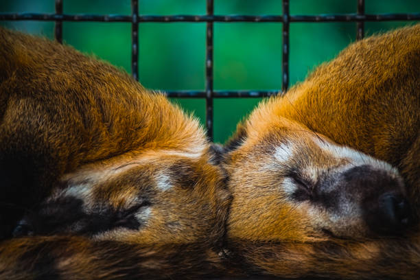 Close-up of two sleeping coatis (Nasua nasua) at the zoo
