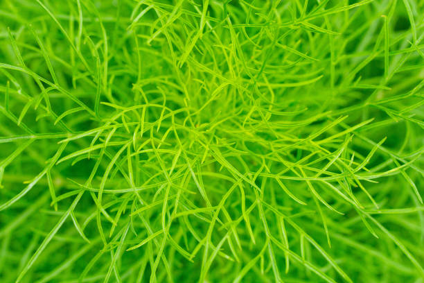 Delicate leafy green of Cosmea plants