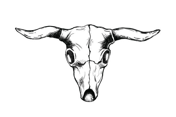 istock head bull skull for wild west icon sketch hand drawn illustration isolated with white background 1270388221