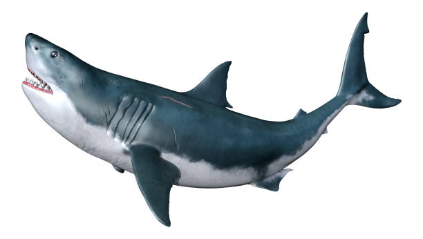 istock 3D illustration great white shark on white 1270389494