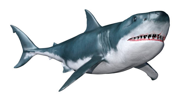 istock 3D illustration great white shark on white 1270389505