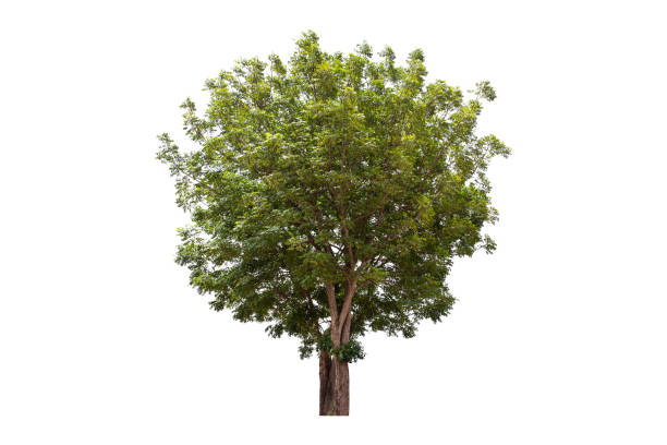 istock Large green tree (Neem Tree) isolated on white background. 1270389597