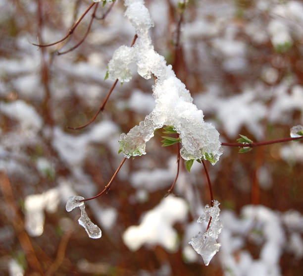 istock twigs with ice and snow 1270389917