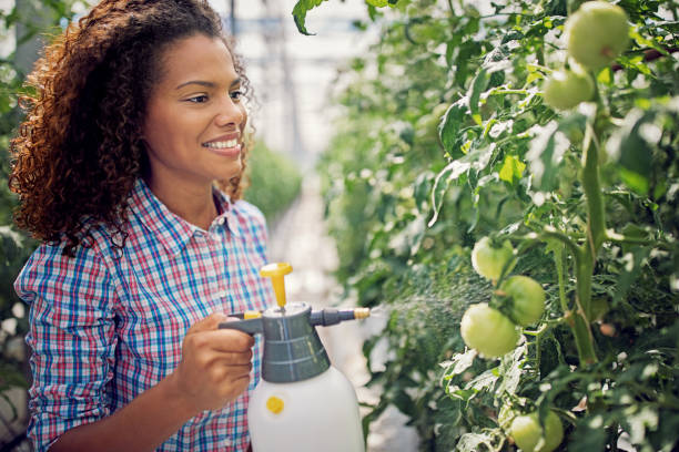 verticale de femme utilisant le pulvérisateur de jardin sur une tomates vertes dans une serre chaude - greenhouse industry tomato agriculture photos et images de collection