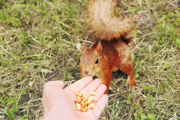 Squirrels are a natural part of Bali beaches.Seminyak Beach - Indonesia.