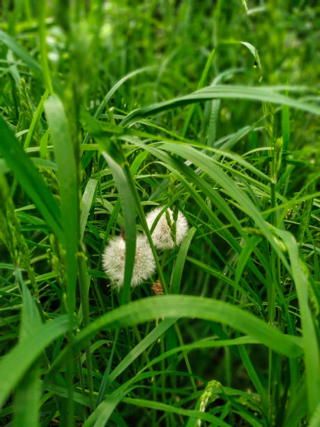istock Dandelions among the green grass 1270390922