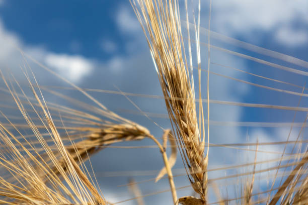 istock Sunny wheat seeds straw on cloudy blue sky 1270392071