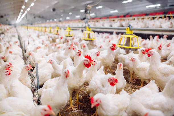 indoors chicken farm, chicken feeding, farm for growing broiler chickens - broiler farm imagens e fotografias de stock