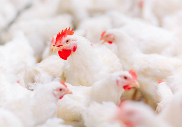 en interiores granja de pollos, alimentación de pollos, granja para el cultivo de pollos de engorde - industry chicken agriculture poultry fotografías e imágenes de stock