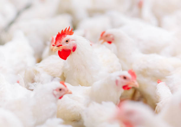 en interiores granja de pollos, alimentación de pollos, granja para el cultivo de pollos de engorde - cockerel chicken farm bird fotografías e imágenes de stock