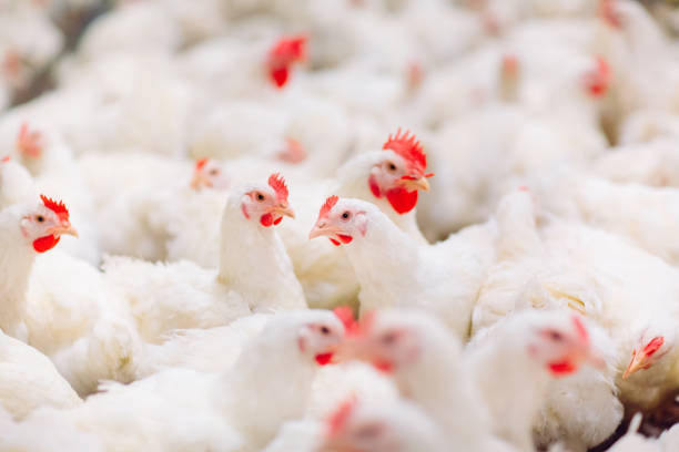 Indoors chicken farm, chicken feeding, farm for growing broiler chickens stock photo