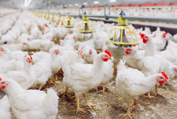 indoors chicken farm, chicken feeding, farm for growing broiler chickens - broiler farm imagens e fotografias de stock