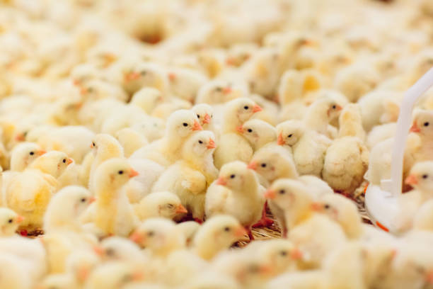 wewnętrzna ferma kurcząt, karmienie kurcząt, gospodarstwo hodowli kurcząt brojlerów - poultry chicken baby chicken small zdjęcia i obrazy z banku zdjęć