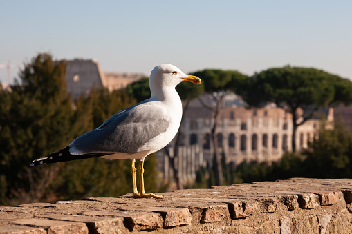 Seagull with the Coliseum of Rome as a background