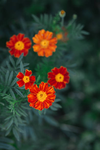 istock Bright orange marigold flowers (Tagetes patula) on dark green background. 1270395321