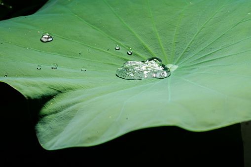 Water droplets falling on the lotus leaf