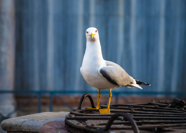 Beautiful yellow-legged gull in Venice, Italy