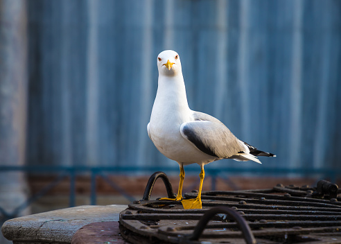 Had a very unique moment when I captured this curious gull, standing on an old well in Venice.