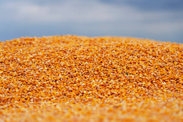 Close Up View of Corn Grains in Tractor Trailer After Harvest. Colorful Background of Corn Kernels Against Sky.