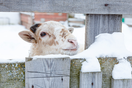 A domestic white sheep with brown spots peeps out from behind a wooden fence in winter, looks at camera. Close-up portrait of a pet sheep. Livestock, farm life. Contact zoo.