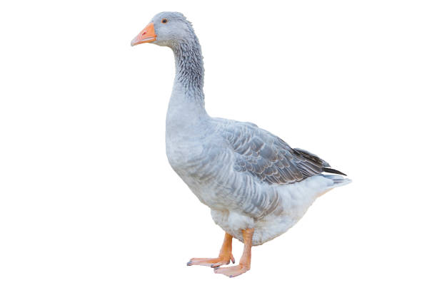 Greylag goose isolated on white background Greylag goose isolated on white background greylag goose stock pictures, royalty-free photos & images