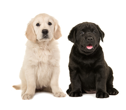 Cute blond golden retriever puppy and black labrador retriever puppy sitting next to each other isolated on a white background