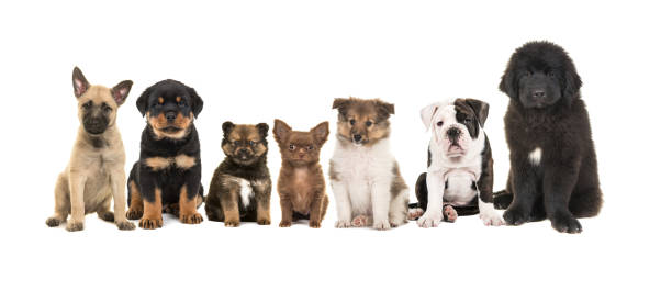 gruppo di cuccioli diversi zeven su uno sfondo bianco - dutch bulldog foto e immagini stock