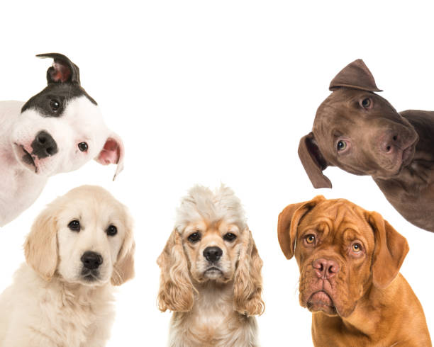 istock Five dog portraits in a square looking at the camera on a white background 1270399798