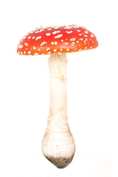 total view of a red and white fly agaric toadstool isolated on a white background - mushroom fly agaric mushroom photograph toadstool imagens e fotografias de stock