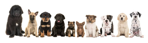 large group of ten different kind of breed puppies on a white background large group of ten different kind of breed puppies on a white background newfoundland dog photos stock pictures, royalty-free photos & images