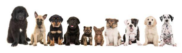 large group of ten different kind of breed puppies on a white background - dog mixed breed dog group of animals small imagens e fotografias de stock