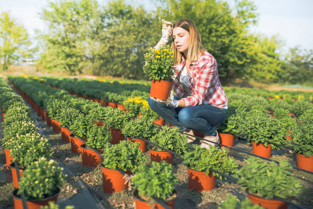 istock Hard work on a flower plantation 1270400468