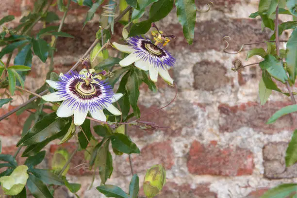 Blooming blue crown passionflower covering an old stone wall