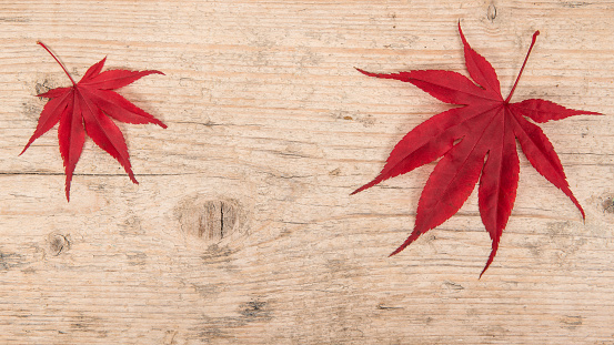 Two red maple leaves at the left and right corner on a white washed scaffolding wooden planks background frame