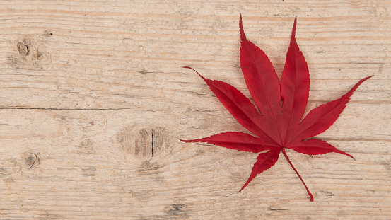Single red maple leaf at the right border on a white washed scaffolding wooden planks background