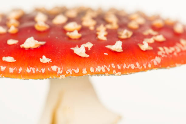 Close up of a red and white fly agaric toadstool on a white background