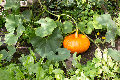 Large orange gourd growing on a compost heap