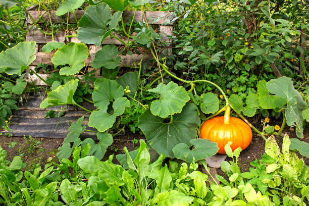 Large orange gourd growing on a compost heap