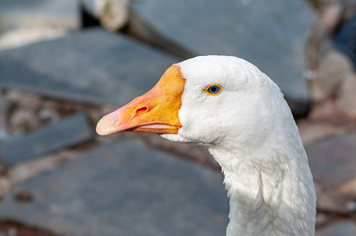 close-up of the goose's head. goose on a bird farm