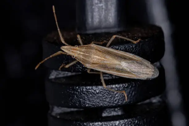 Stink Bug of the Genus Mecidea