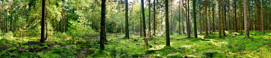 Panorama de un bosque de coníferas photo