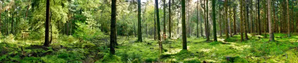 Photo of Panorama of a coniferous forest
